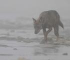 Loup traverssant une riviere a l aube en pologne