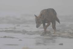 Loup traverssant une riviere a l aube en pologne