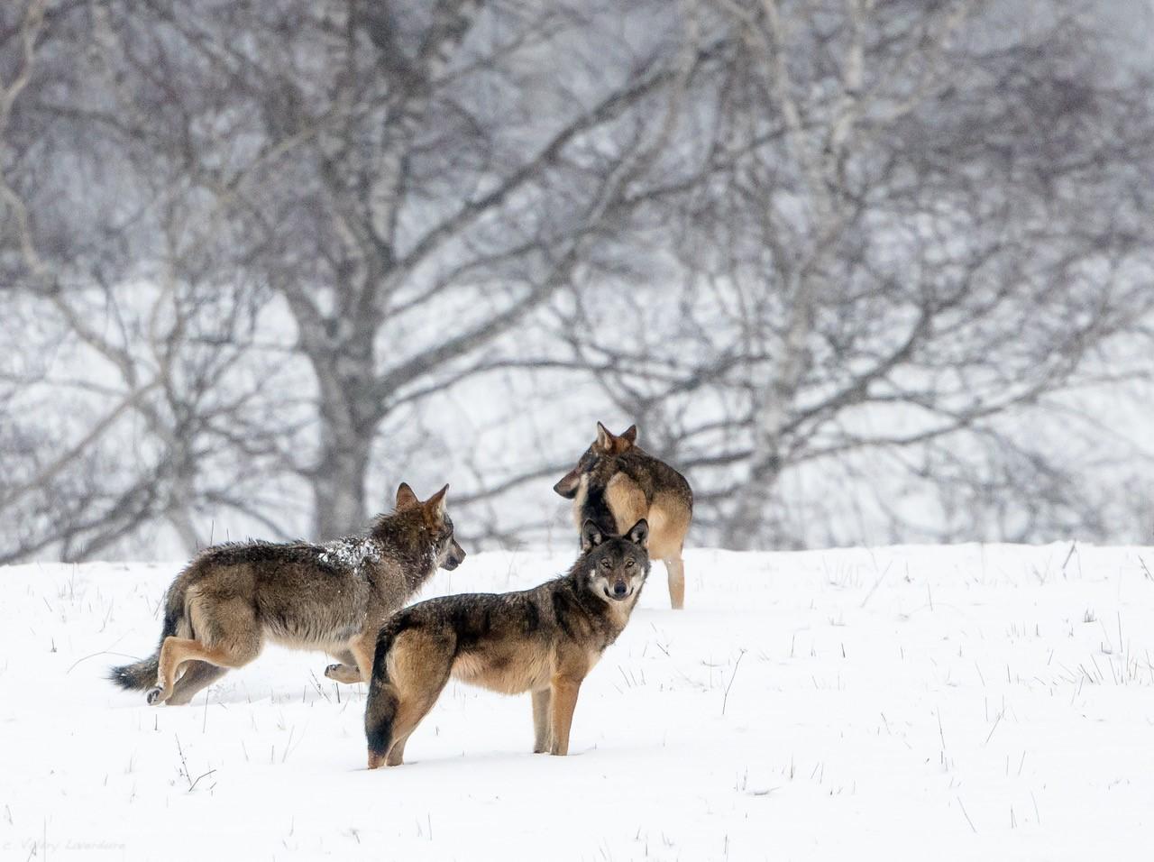 Hiver - Pologne - La plus grande meute de loups d'Europe  du 15 au 22 février 2025 -