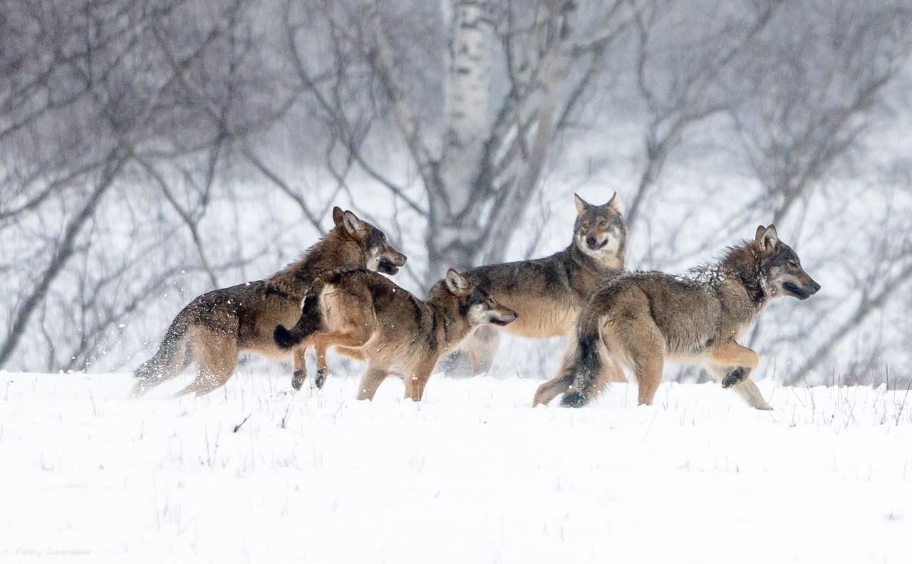 La meute pro-turque des Loups gris a été dissoute