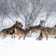 Loups neige 6