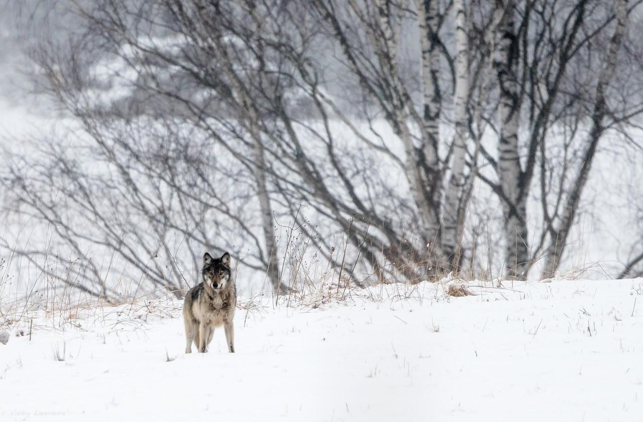 Hiver Pologne - La plus grande meute de loups du 12 au 30/01/2022 - Privé