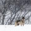 Loups neige 9 1