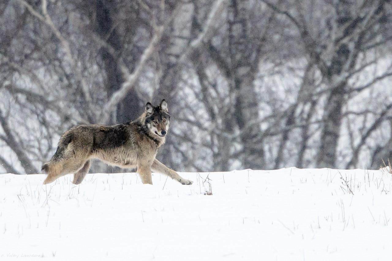 Hiver Pologne La plus grande meute de loups du 17 au 26/02/2021--annulé Covid
