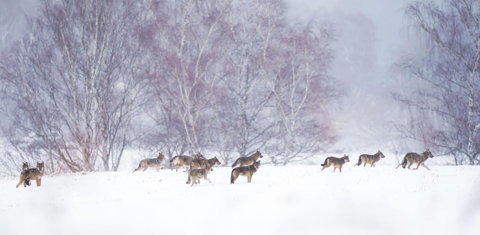 La plus grande meute de loups dans les Carpates Polonnaises