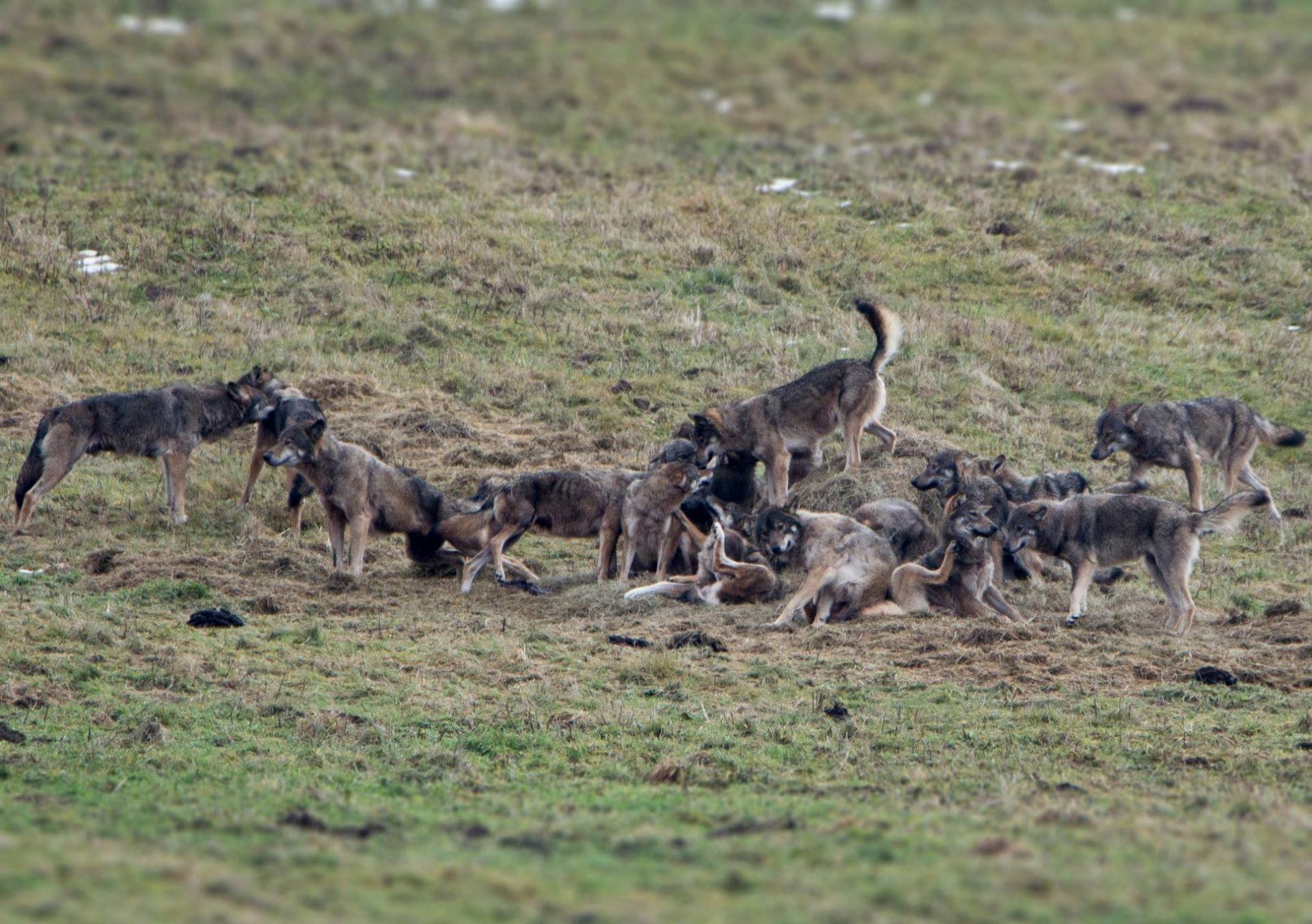 Hiver Pologne La plus grande Meute de Loups d' Europe du 01 au 10/02/2020 - COMPLET