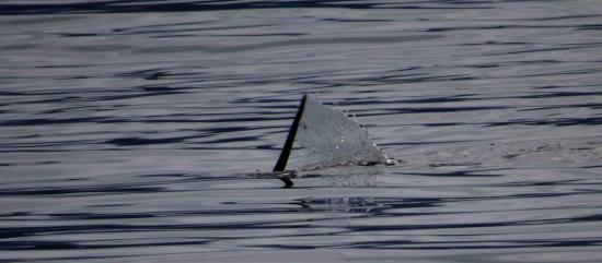 Loutre ecosse plongeant