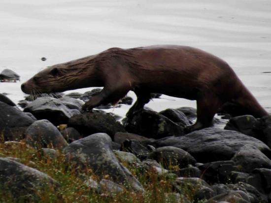 Loutre ecosse