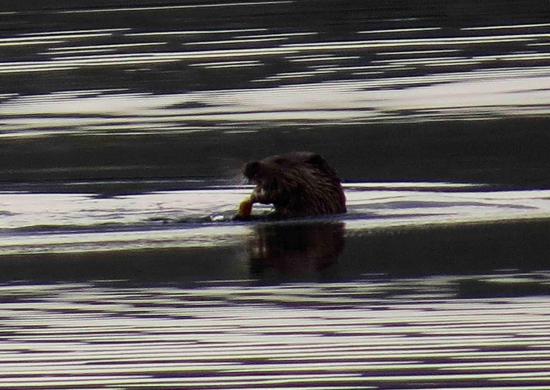 Loutre ecosse2