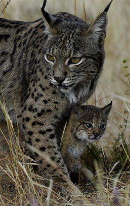 Hiver Espagne Lynx Pardelle du 9 au 16 décembre 2017