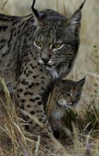 Lynx