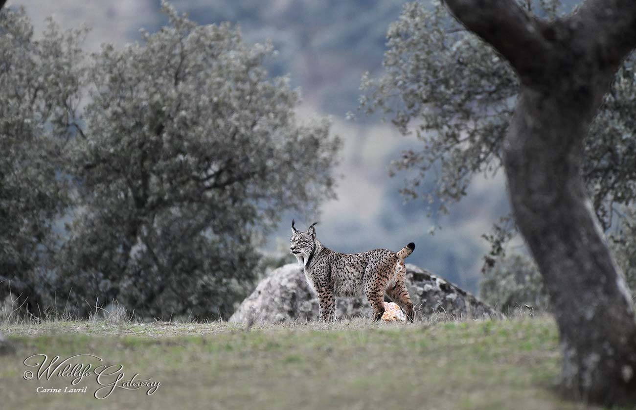 Hiver Espagne Le lynx Pardelle du 16 au 23 Janvier 2021 -annulé Covid