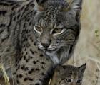 Lynx et bebe copie
