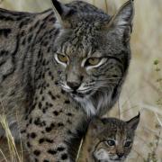 Lynx et bebe copie