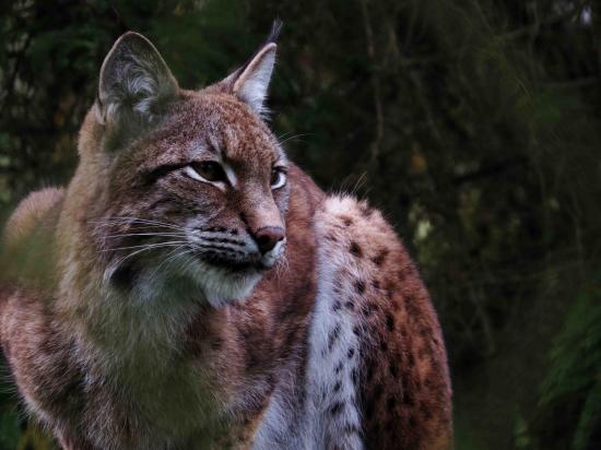 Lynx foret bialowieza 1