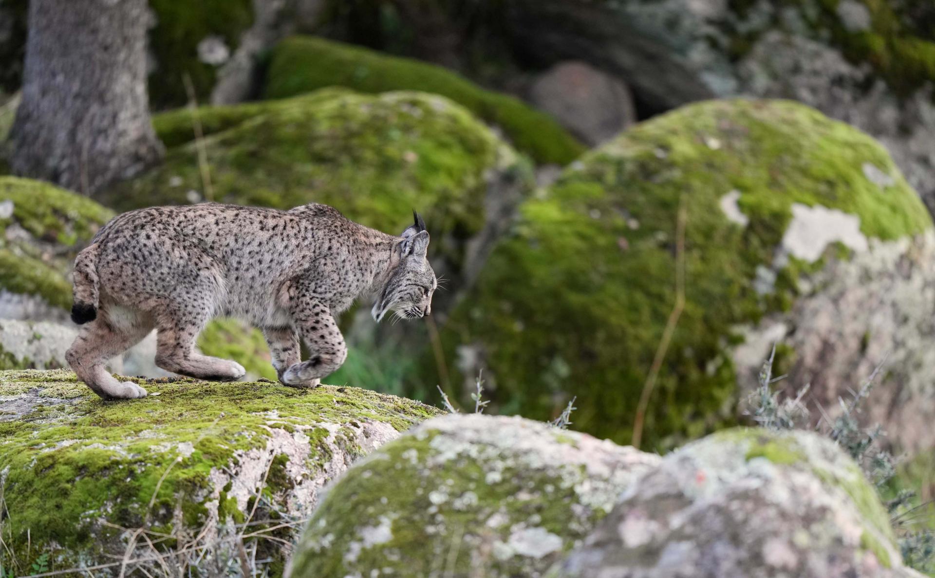 Hiver - Espagne - Lynx pardelle du 3 au 10 février 2025 - 2 places disponibles