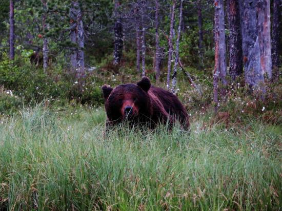 Male ours en rut carelie finlande 2014