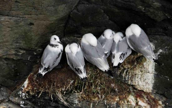 Mouette tridactyle ecosse