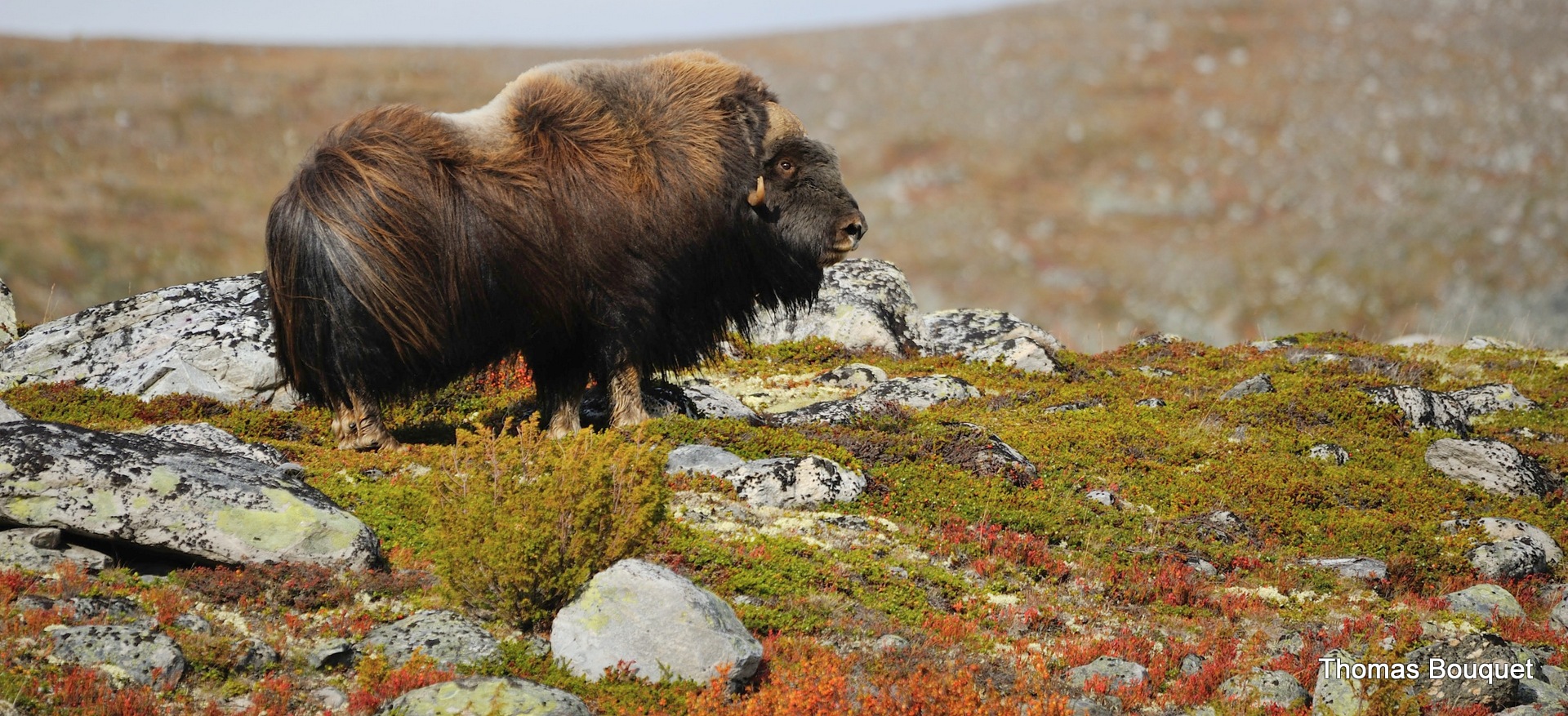 Les boeufs musqués sur les haut plateaux de NORVEGE