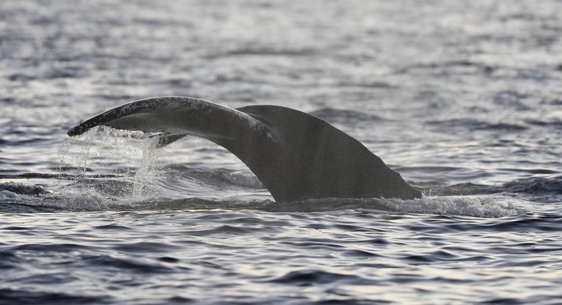 NORVEGE : Orques, baleines et aurores Boréales sous la nuit polaire