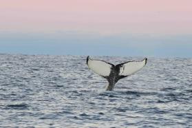 Norvege baleine