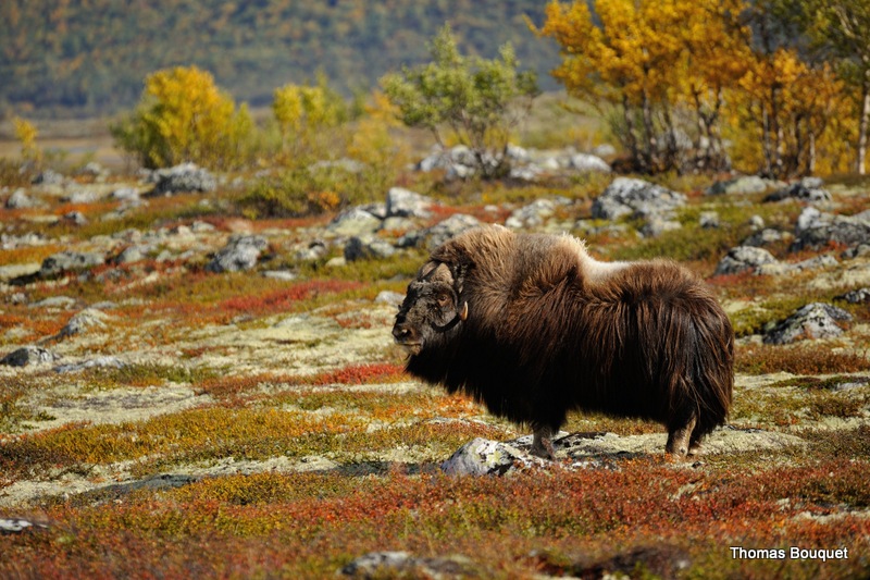 Automne Norvège les bœufs musqués du 28/09 au 5/10/2020 - 5 places disponibles
