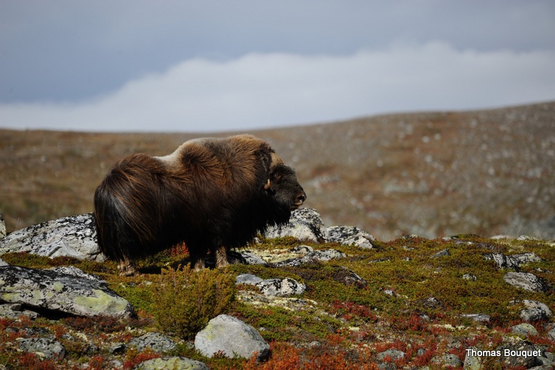 Automne Norvège Boeufs musqués  du 21 au 28 Septembre 2024 - 3 places restantes -