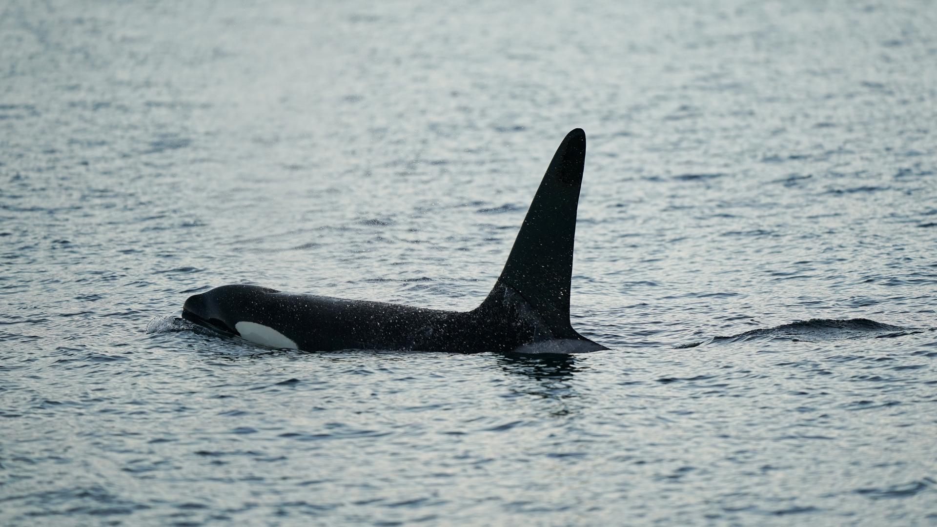 NORVEGE : Orques, baleines et aurores Boréales sous la nuit polaire