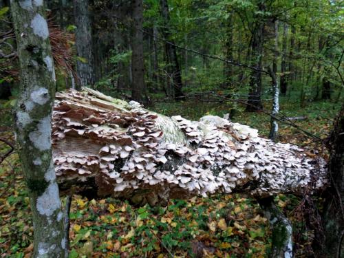 Bialowieza en automne