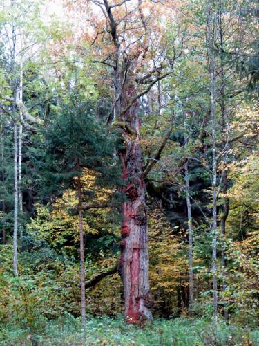 Bialowieza en automne