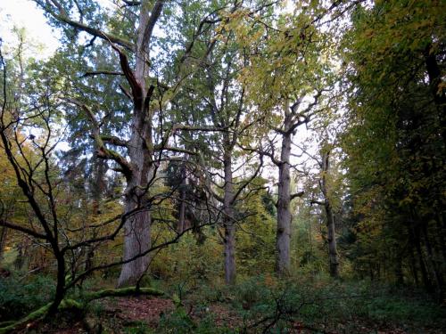 Bialowieza en automne