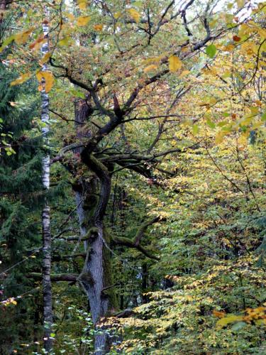 Bialowieza en automne