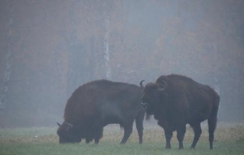 Bialowieza en automne