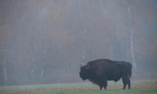 Bialowieza en automne