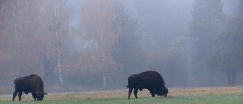 Bialowieza en automne