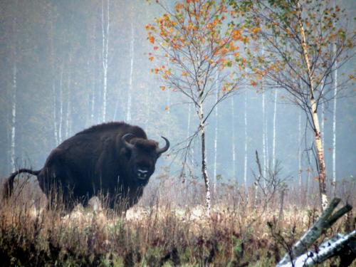 Bialowieza en automne