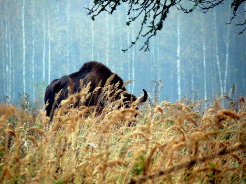 Bialowieza en automne