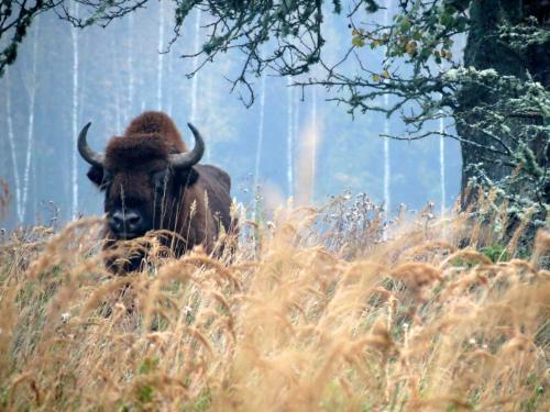 Bialowieza en automne