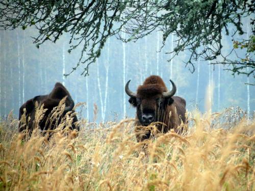 Bialowieza en automne