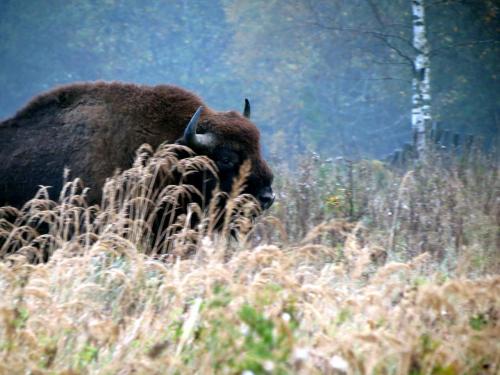 Bialowieza en automne