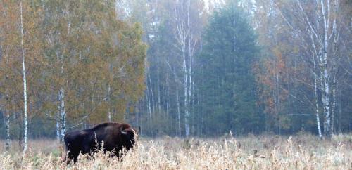 Bialowieza en automne