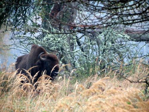 Bialowieza en automne