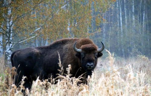 Bialowieza en automne