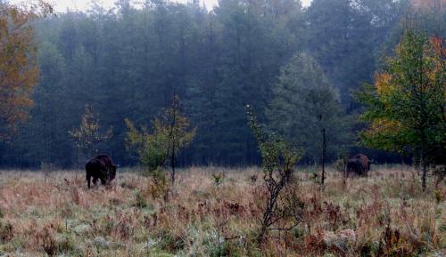 Bialowieza en automne