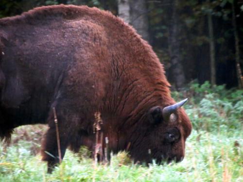 Bialowieza en automne