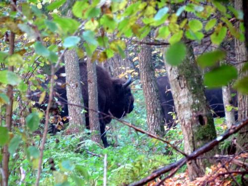 Bialowieza en automne