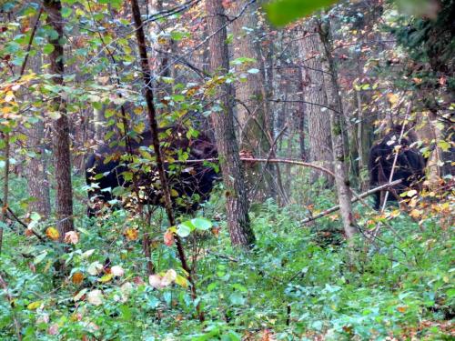 Bialowieza en automne