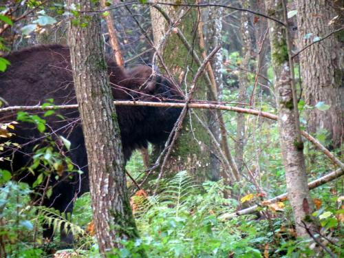 Bialowieza en automne