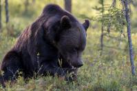 Ours 1