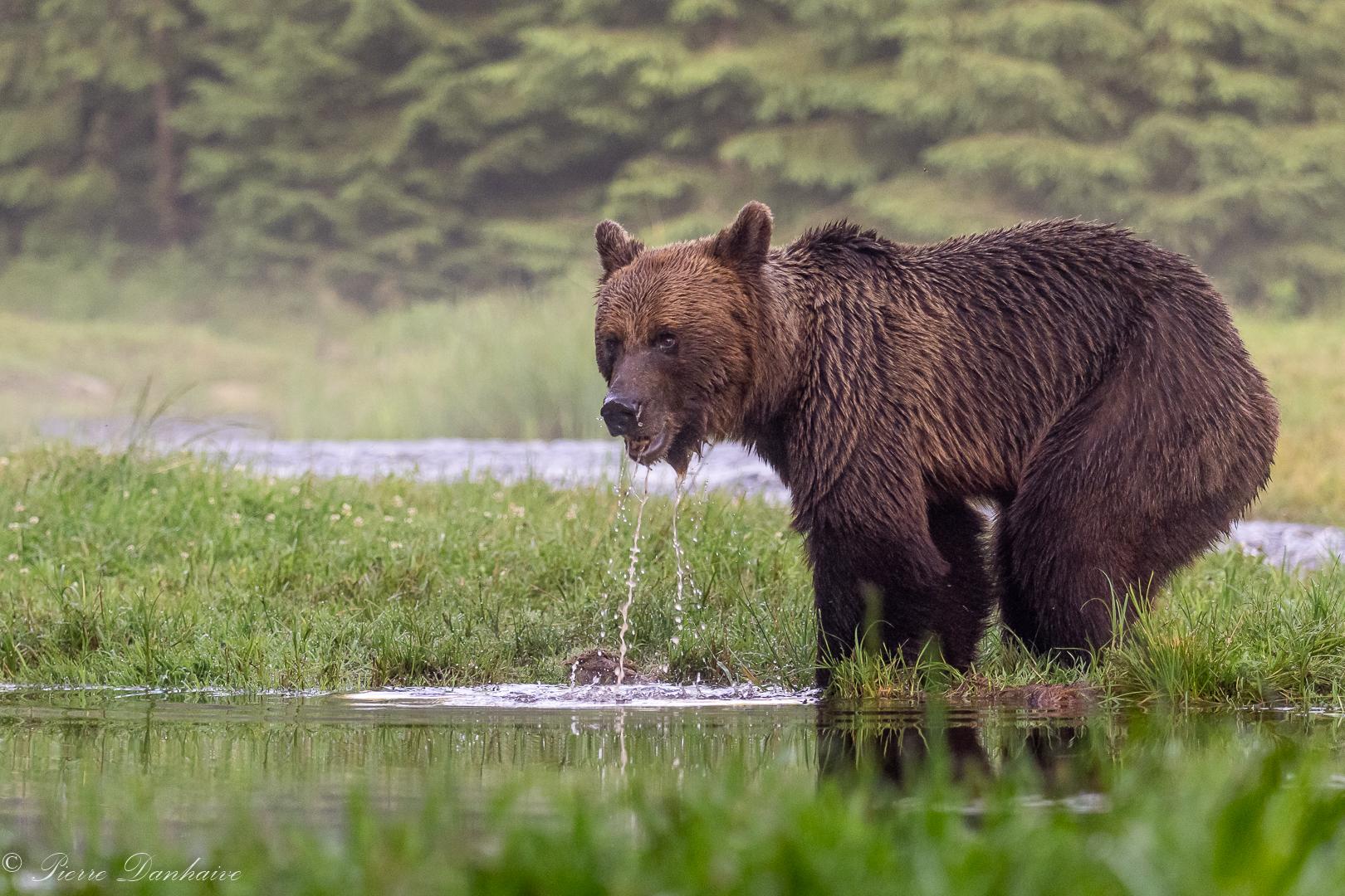 Les ours dans les Carpates en ROUMANIE